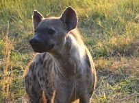 Hyena