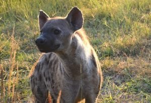 Hyena