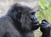 gorilla