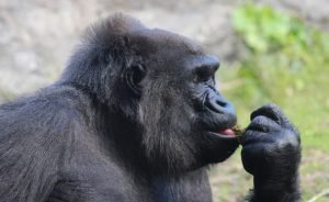 gorilla