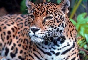 jaguar