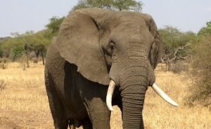 olifant