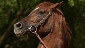 paard-op-foto