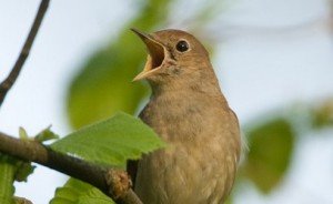 nachtegaal geluid