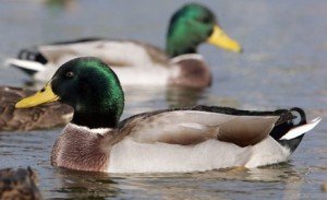 gans